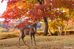 奈良公園 2