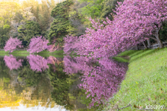 日野川ダム 八重桜 4