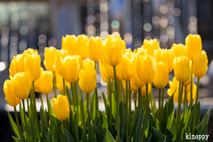 アイスチューリップ 3