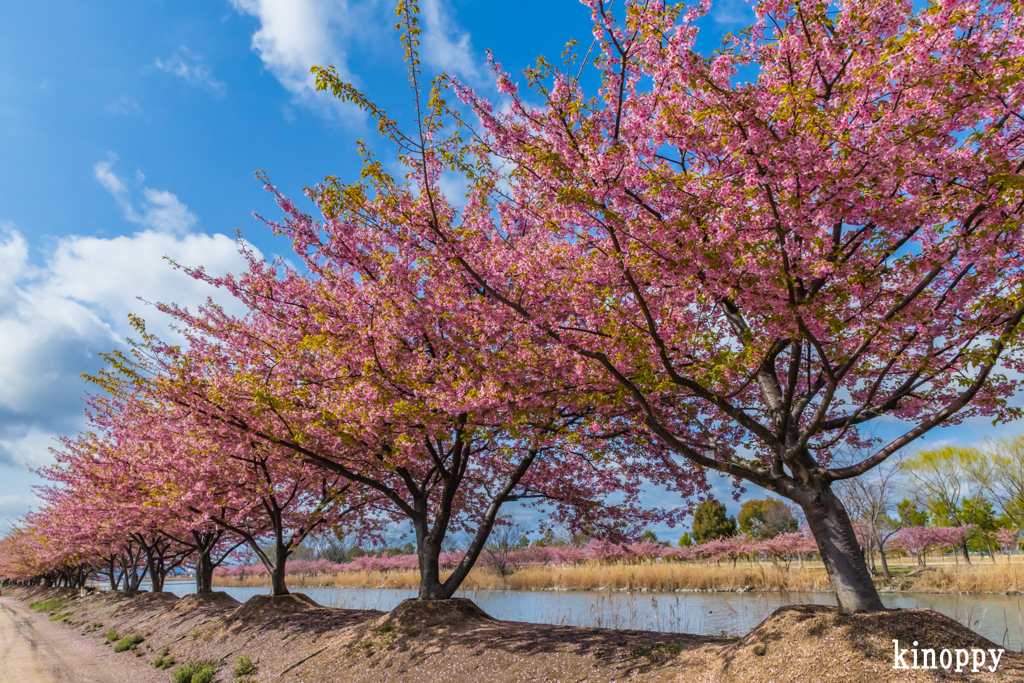 児島湖花回廊 河津桜