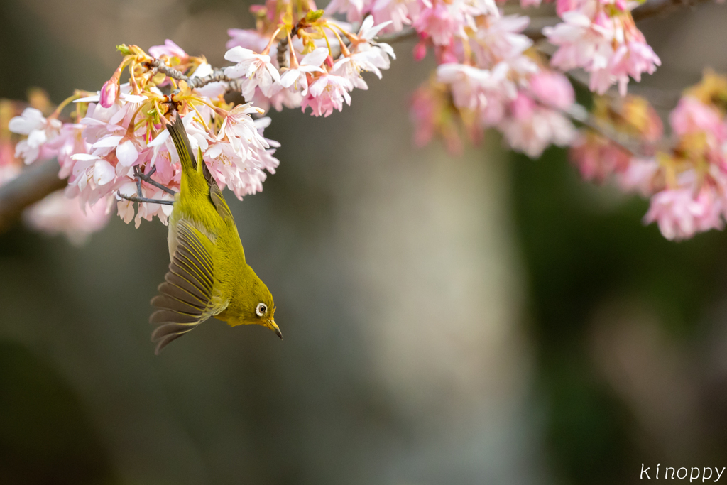 白山旗桜  メジロ 5