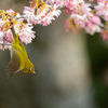白山旗桜  メジロ 5
