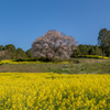 馬場の山桜