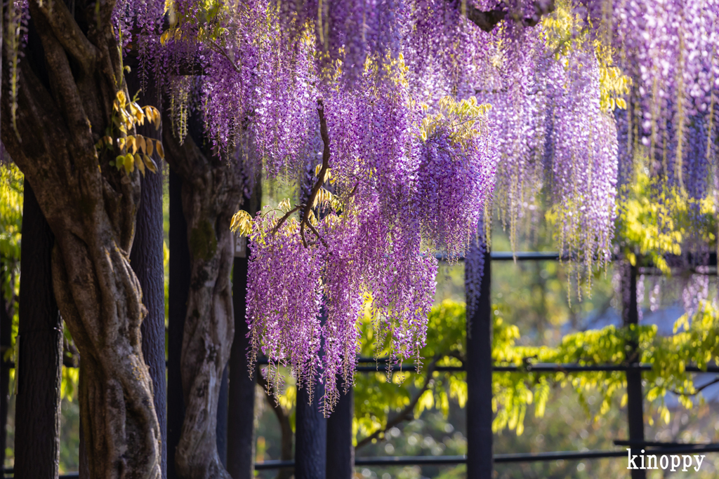 白井大町藤公園 10