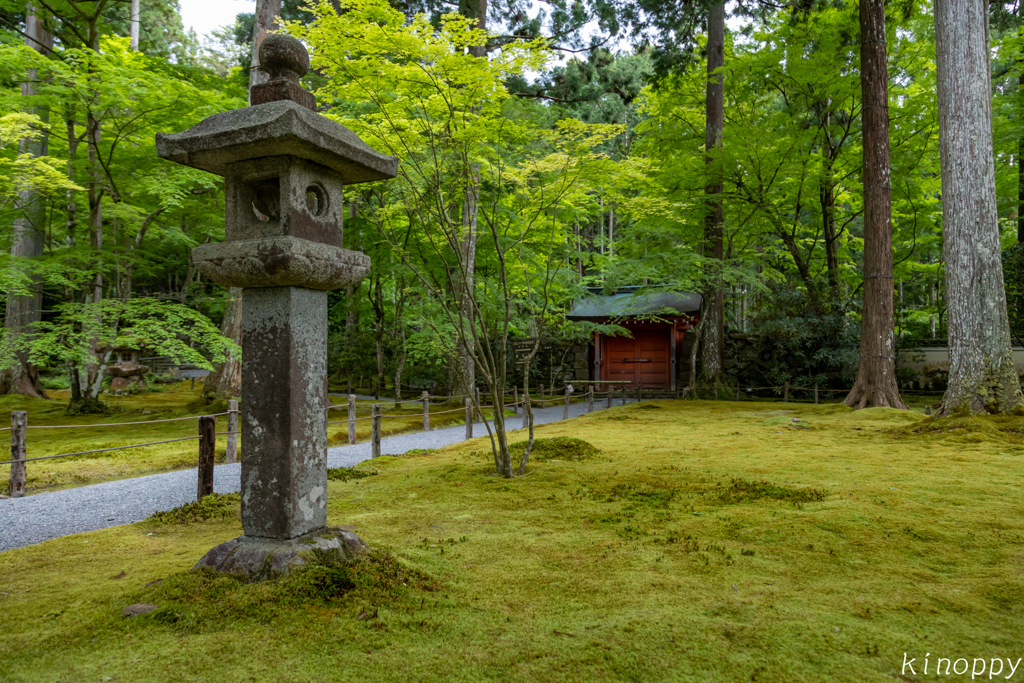 三千院 新緑 10