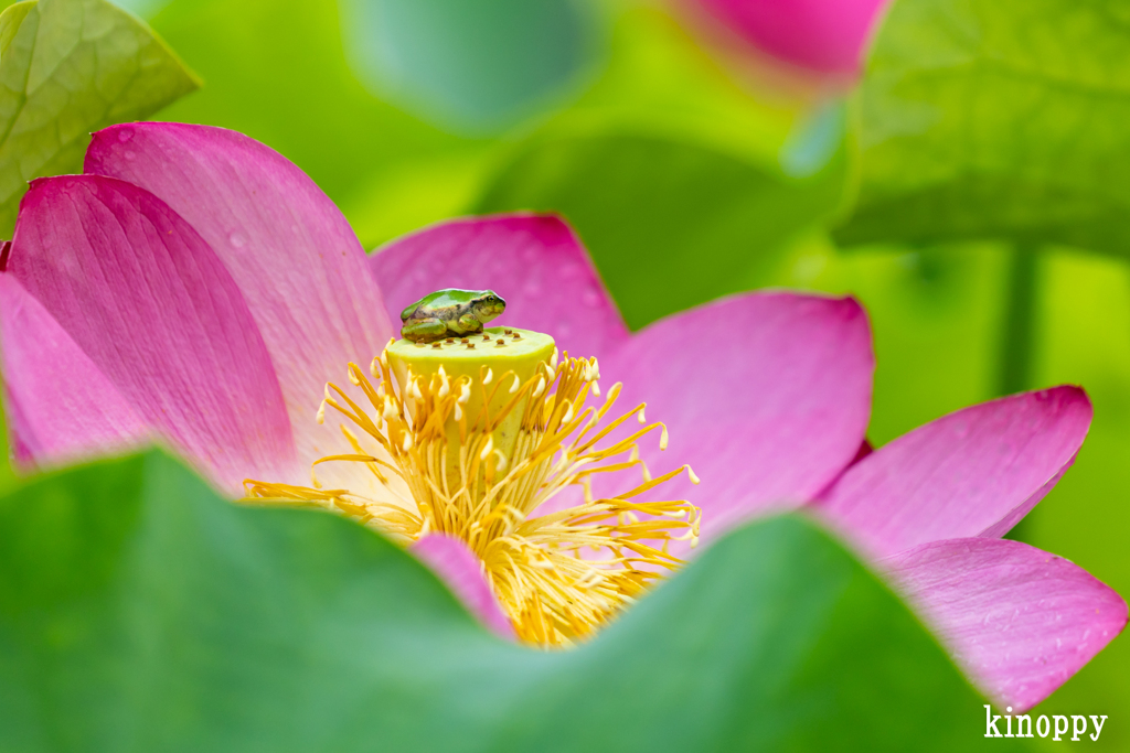 ヤマサ蒲鉾 蓮の花苑 10