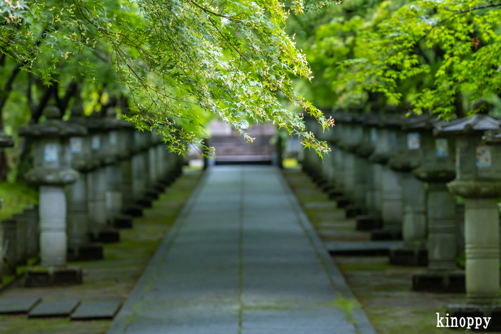 高山寺 新緑 2