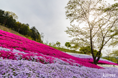 ヤマサ蒲鉾 芝桜 3