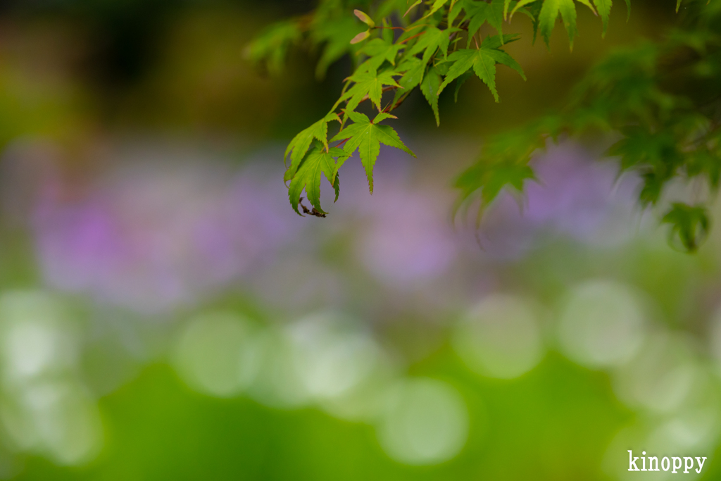 梅宮大社 神苑 菖蒲 8