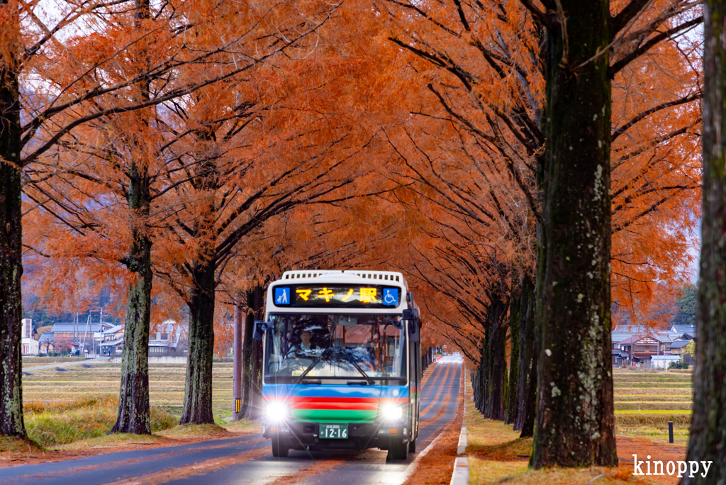 メタセコイヤ並木 4