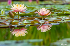 草津市立水生植物公園 2