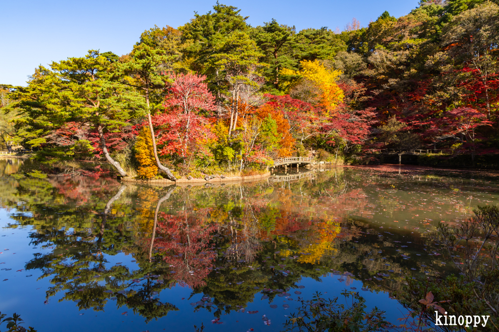 神戸市立森林植物園 紅葉 4