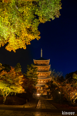 仁和寺 ライトアップ 3
