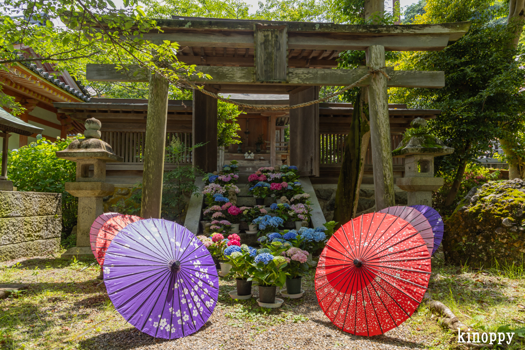 壷阪寺 あぢさゐ回廊 7