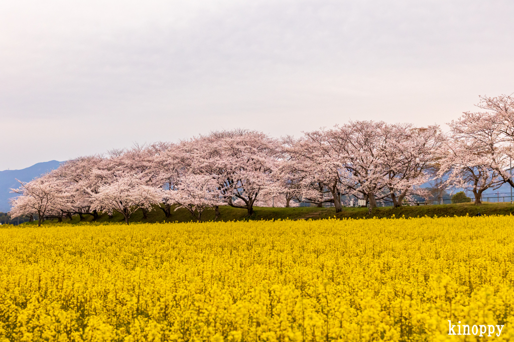 藤原宮跡　菜の花と桜 3