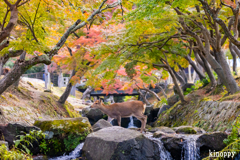 奈良公園 紅葉