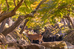 奈良公園 8