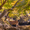 奈良公園 8