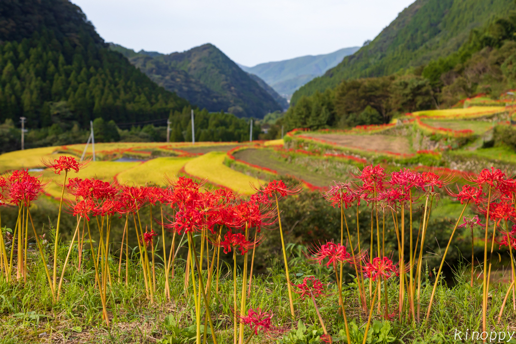 番所 彼岸花