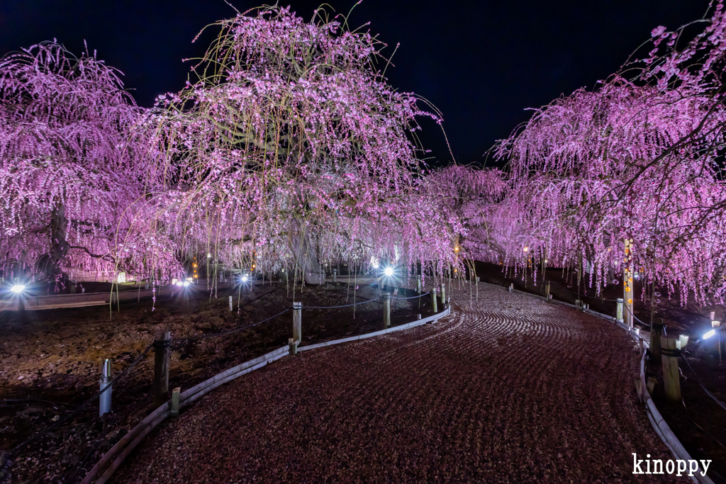 鈴鹿の森庭園 ライトアップ 6