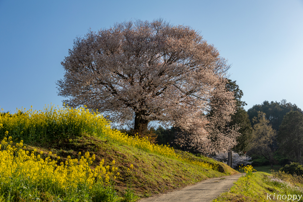 馬場の山桜 3