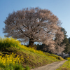 馬場の山桜 3