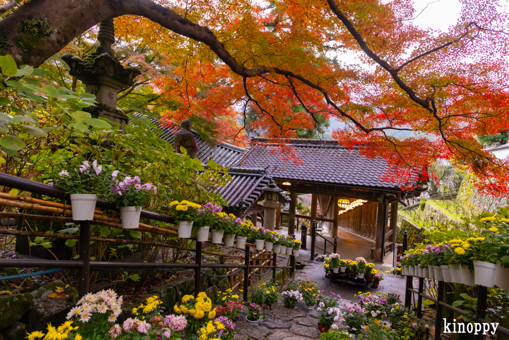 長谷寺 紅葉 2