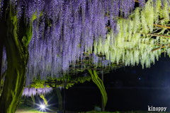 岡山和気藤公園 ライトアップ 6