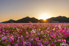 馬場 コスモス畑 2