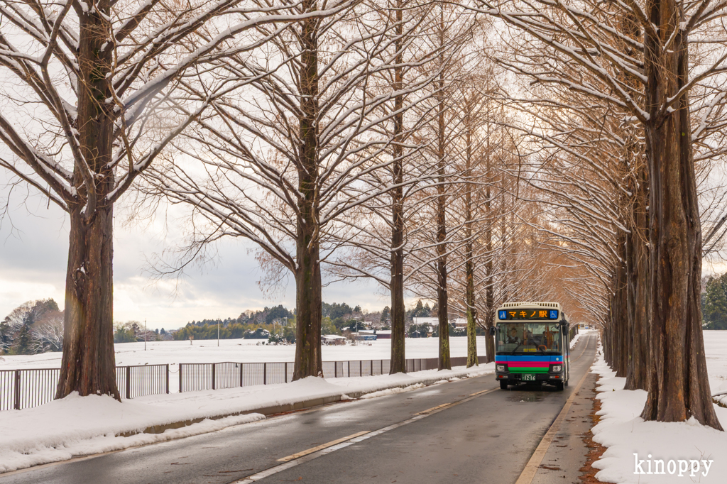 メタセコイヤ並木 雪景色 3