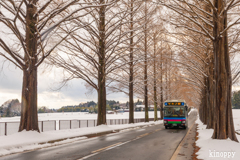 メタセコイヤ並木 雪景色 3