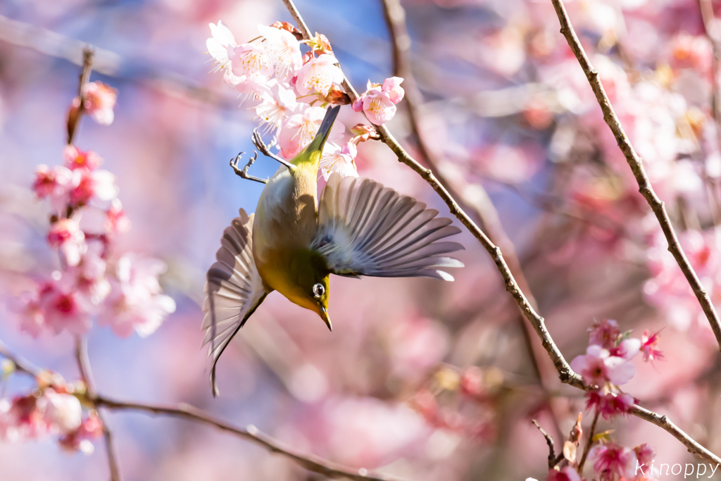 初御代桜 メジロ