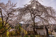 長谷寺 春景色 5