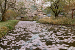 佐中の千年家 花筏