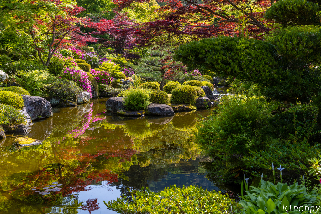 三室戸寺 ツツジ 9