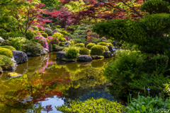 三室戸寺 ツツジ 9