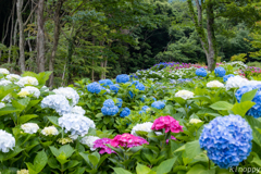 もととりアジサイ園 2