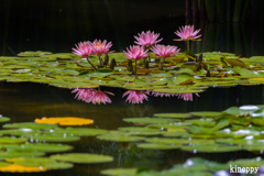 水生植物公園みずの森 2