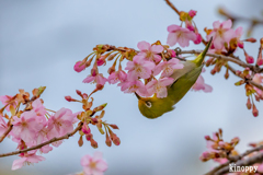 河津桜 メジロ 4