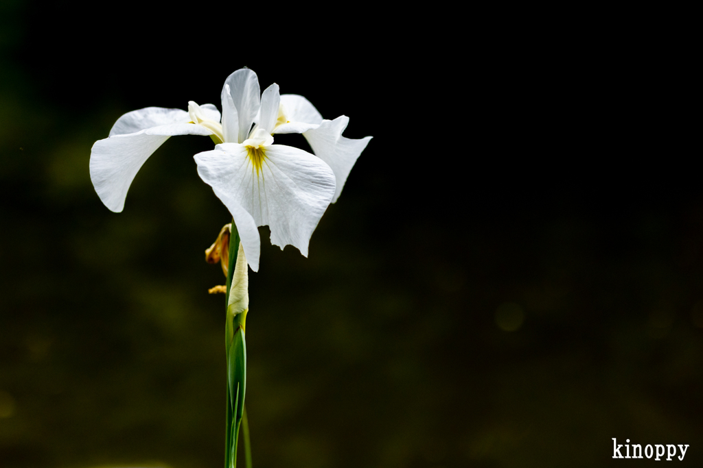 梅宮大社 神苑 菖蒲 5