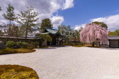 高台寺 しだれ桜