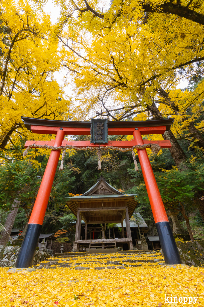 岩戸落葉神社 紅葉 3