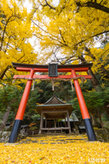 岩戸落葉神社 紅葉 3