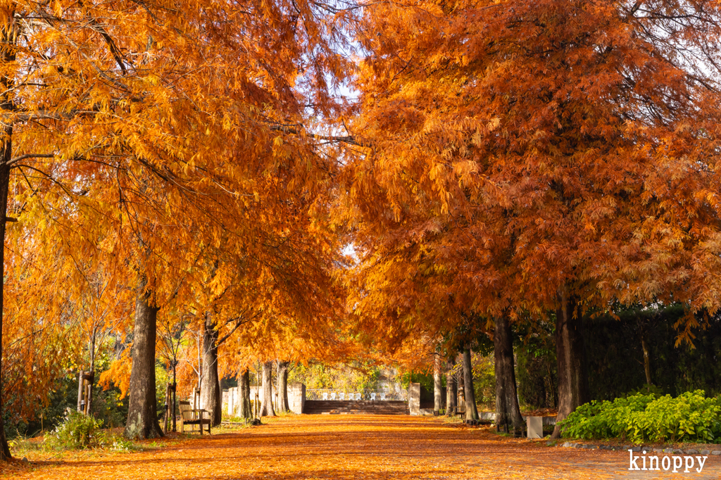 播磨中央公園 ラクショウ 2