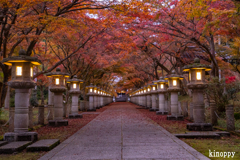 高山寺 紅葉