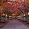 高山寺 紅葉