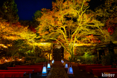 神蔵寺 ライトアップ