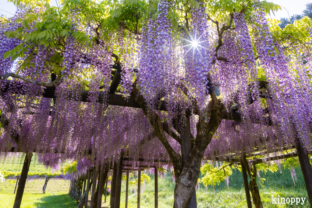 白井大町藤公園 藤 5