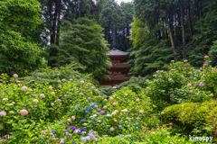 岩船寺 アジサイ 2