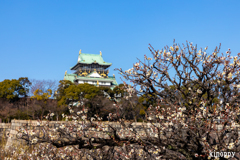 大阪城公園 梅林